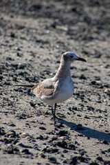 seagull on the beach