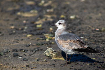 Seagull