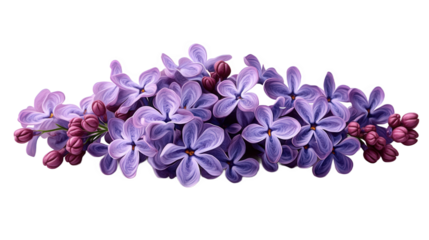 A Delicate Arrangement of Lilacs