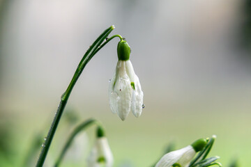 snowdrops with water droplets on leaves and flowers. spring dew on a plant. first signs of spring in nature. small white flowers.