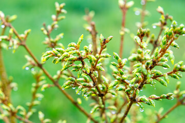 developing forsythia flowers early spring. first signs of spring in the garden. garden shrubs.