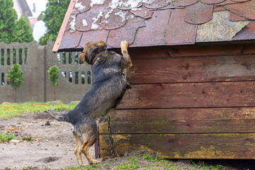 a dog that is thirsty licks water from a wet kennel. a small animal licks snow from the roof of a...