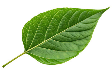 Obraz premium Tropical Foliage Plant with Detailed Leaf Patterns on Plain Surface.