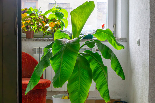 large banana tree musa basjoo in home conditions
