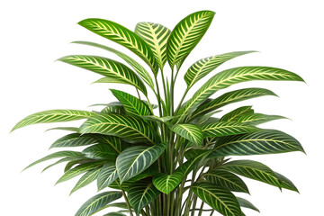 Tropical Foliage Plant with Detailed Leaf Patterns on Plain Surface.
