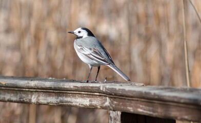 robin on a fence
