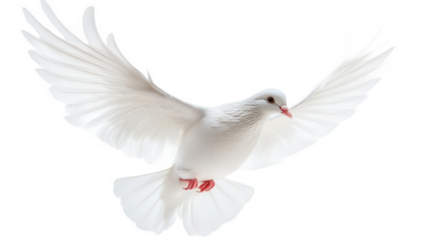 White Dove in Flight