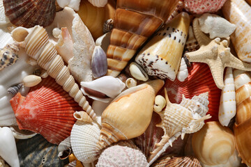 Many different seashells as background