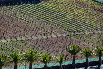 Hilly vineyards in wine making region Abona, Valle de Arriba on Tenerife on slopes of Volcano...