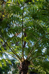Giant fern tree, helecho arboreo from Australia growing in botalicha garden