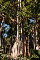 Giant ficus tree with hanging air roots in botanical garden on Tenerife, Canary islands, Spain