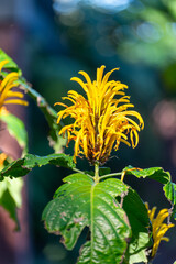 Blossom of yellow jacobinia tropical plant Justicia aurea from Central America close up