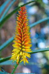 Aloe vera plantation, cultivation of aloe vera, healthy plant used for medicine, cosmetics, skin care, pink aloe blossom