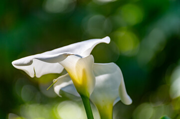 Plants of white calla lily flowers growing and blossoming around garden pond, landscape design