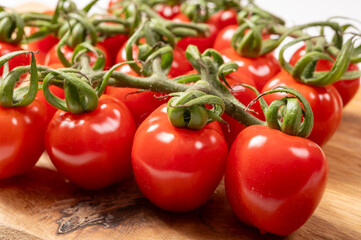 ed sweet ripe tasty Dutch tomatoes growing indoor in greenhouse all seasons, food industry in Netherlands close up