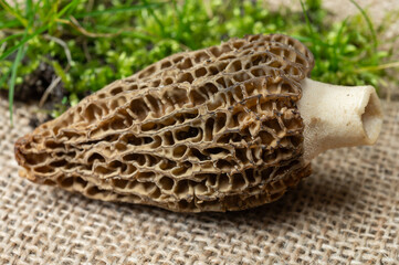 Raw spring mushrooms morchellas or true morels edible sac fungi for gourmet cooks, in Catalan and French cuisine