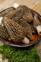 Raw spring mushrooms morchellas or true morels edible sac fungi for gourmet cooks, in Catalan and French cuisine