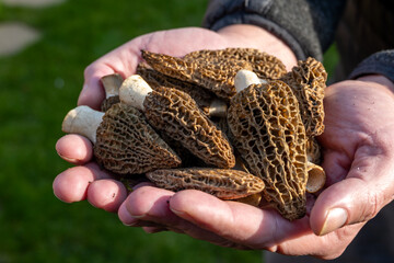 Cultivation of spring mushrooms morchellas or true morels edible sac fungi for gourmet cooks, in Catalan and French cuisine, worker's hands with raw morels mushrooms