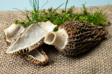 Raw spring mushrooms morchellas or true morels edible sac fungi for gourmet cooks, in Catalan and French cuisine