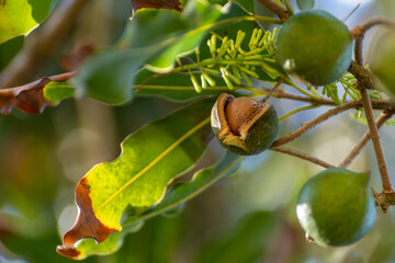 Hard green Australian macadamia nuts hanging on branches on big tree on plantation