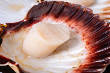 Atlantic bay scallops coquille St. James sea shells, opened in shellsand cleaned, catch of the day in Normandy or Brittany, France on fish market