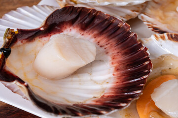 Atlantic bay scallops coquille St. James sea shells, opened in shellsand cleaned, catch of the day in Normandy or Brittany, France on fish market