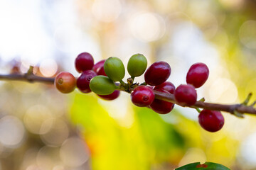 Arabica coffee tree with green and red ripening coffee cherries berries on plantation, coffee beans...