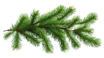 Obraz premium christmas tree branch