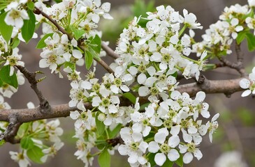 wild fruit trees and wild pear tree flowers
