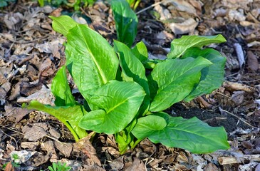 Images of wild flowers and plants. Photos of medicinal plants.