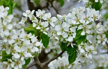 wild fruit trees and wild pear tree flowers
