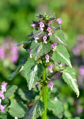photos of wildflowers and wildflowers. dead nettle flower.