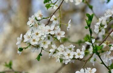 photos of flowering plum tree and plum flowers