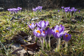 A cluster of vibrant purple crocuses with bright orange centers blooms in the Swedish countryside....
