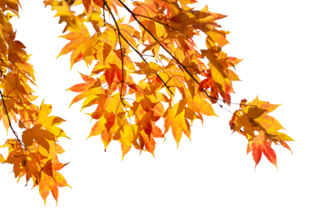 Autumn maple leaves with transparent background