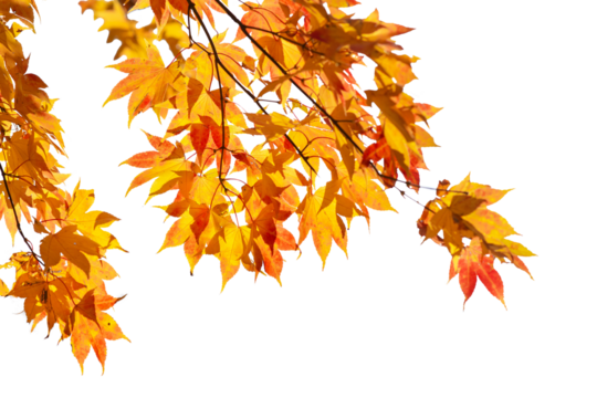 Autumn maple leaves with transparent background