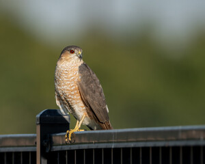 Red Tailed Hawk on Green