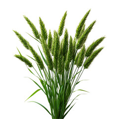 Fototapeta premium Lush Green Wheat Stalks Nature Botany Agriculture,
