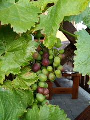 Bunch of grapes ripening on vine in backyard garden