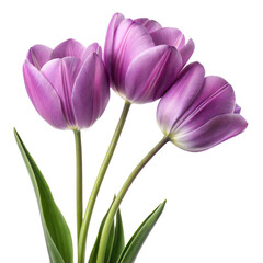Naklejka premium Violet tulips flowers isolated on transparent background. Png
