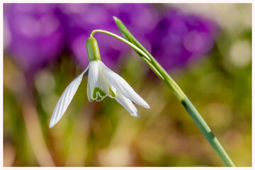 Snowdrop in the morning on the meadow