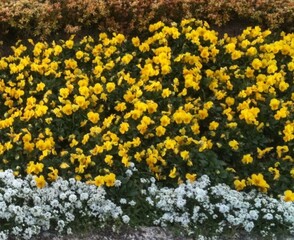 Bush with yellow and white flowers as wallpaper