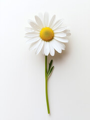 Obraz premium White daisy flower on a light background