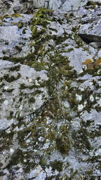 Moss on a rock in the forest, Granvin, Norway.