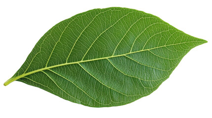 green leaf isolated on white