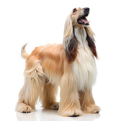 Realistic-close-up-photo-full-body-of-Afghan-hound Dog Transparent background PNG