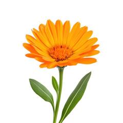 Calendula isolated on white background