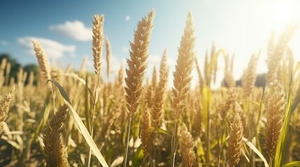 Fototapeta premium A photo of a sustainable organic millet field