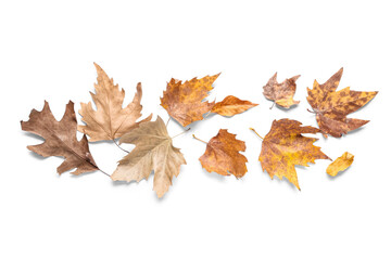 Composition with dried autumn leaves isolated on white background