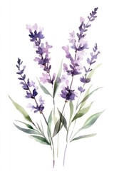Fototapeta premium Beautiful watercolor painting depicting a bunch of lavender flowers gracefully presented